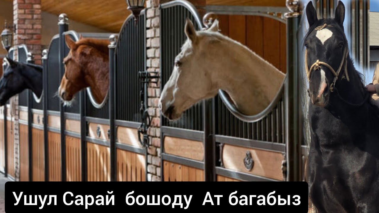 САРАЙ   БОШОДУ  АТ  БАГЫП беребиз  Жем  чөп  өзүбүздөн