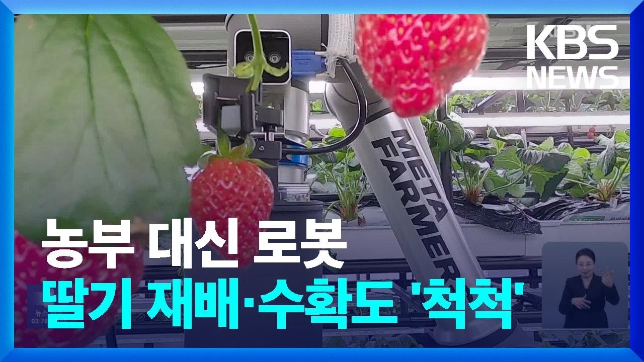 도심 빌딩 지하에서 딸기 재배…‘벌’ 대신 ‘로봇’ / KBS  2025.02.21.