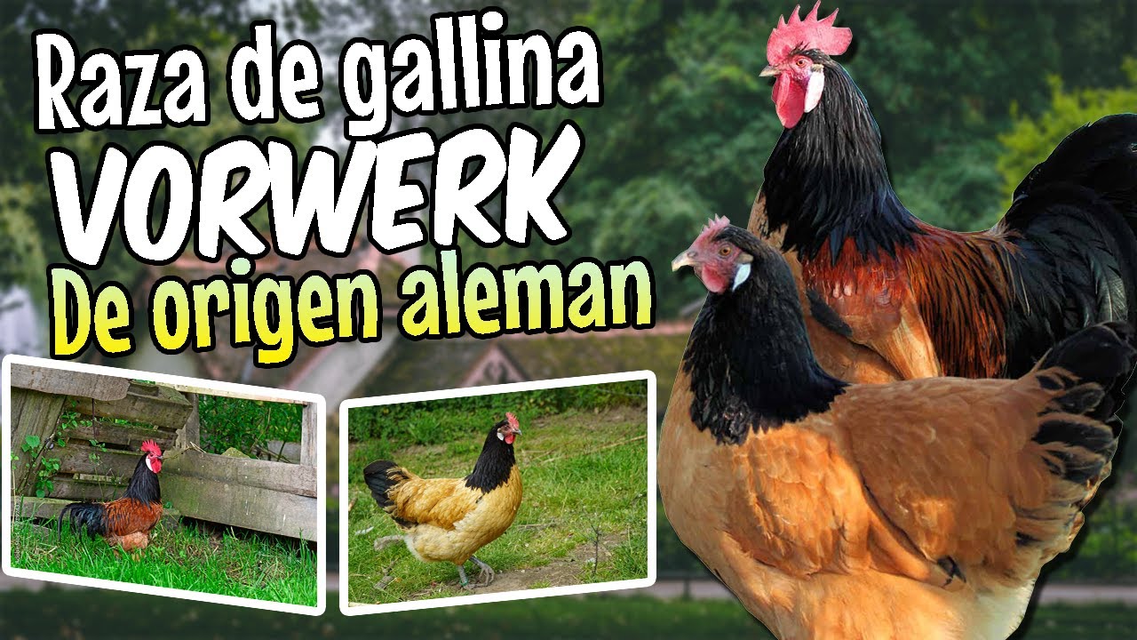 Vorwerk Alemán 🐔 Una bella raza de gallina de doble propósito