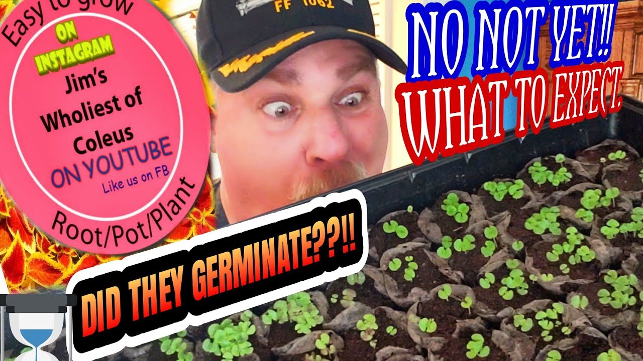 MORNING AFTER COLEUS GERMINATIONS ?!?!?
