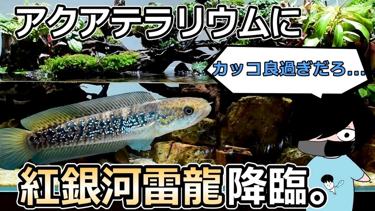 120㎝アクアテラリウム水槽へ新機材とメイン生体を導入する【アクアリウム】【アクアテラリウム】