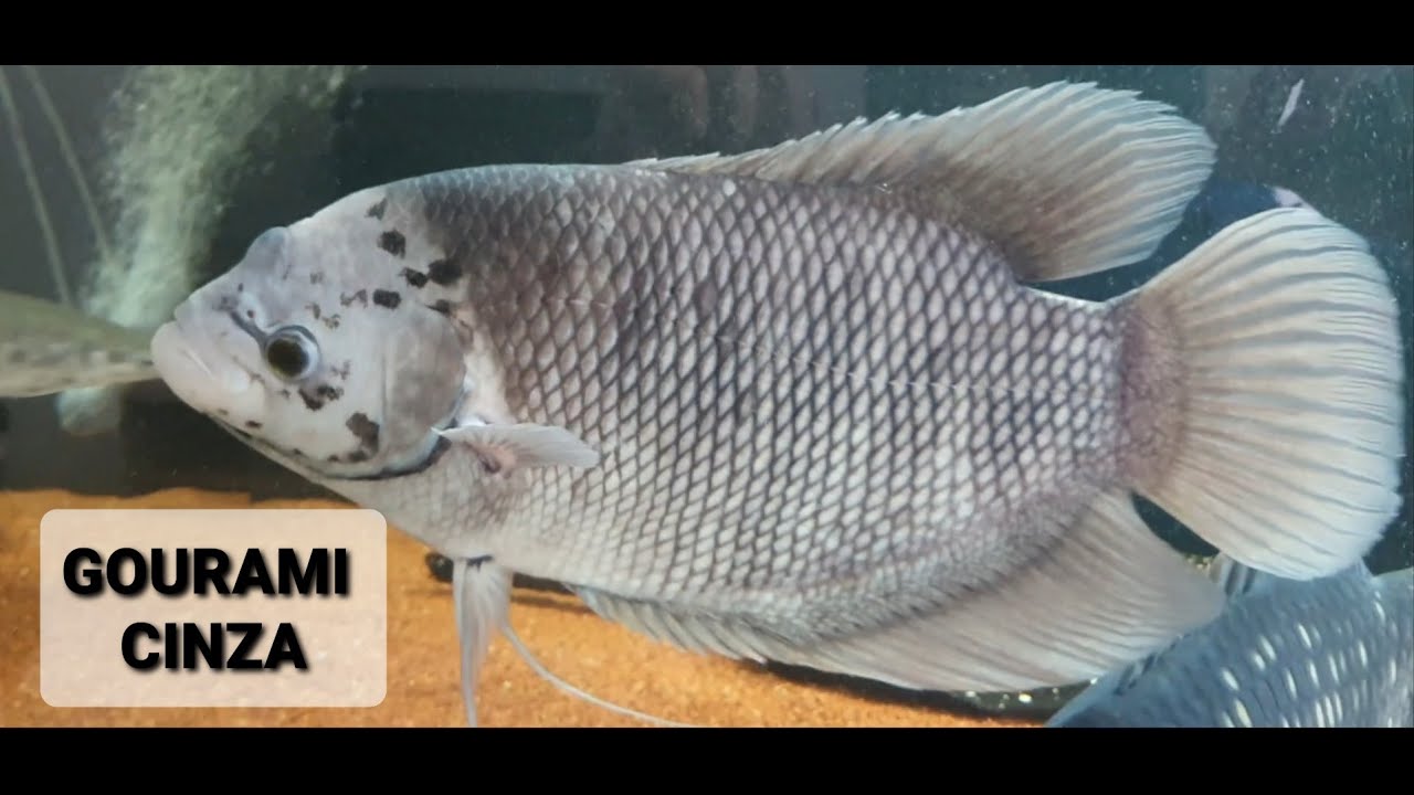 ED MOTTA - GOURAMI CINZA