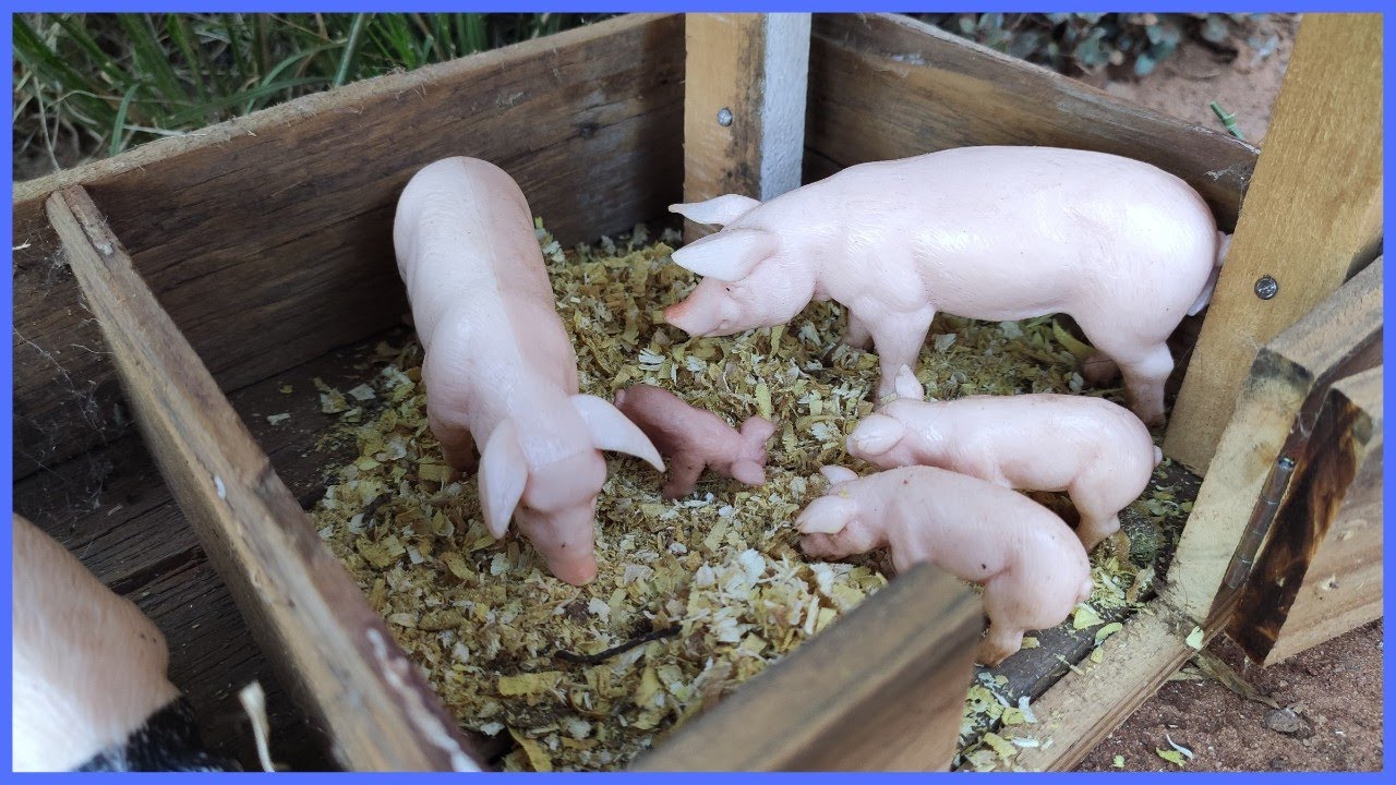 COLOCANDO SERRAGEM NAS BANHAS DOS PORCOS #chapeudogato