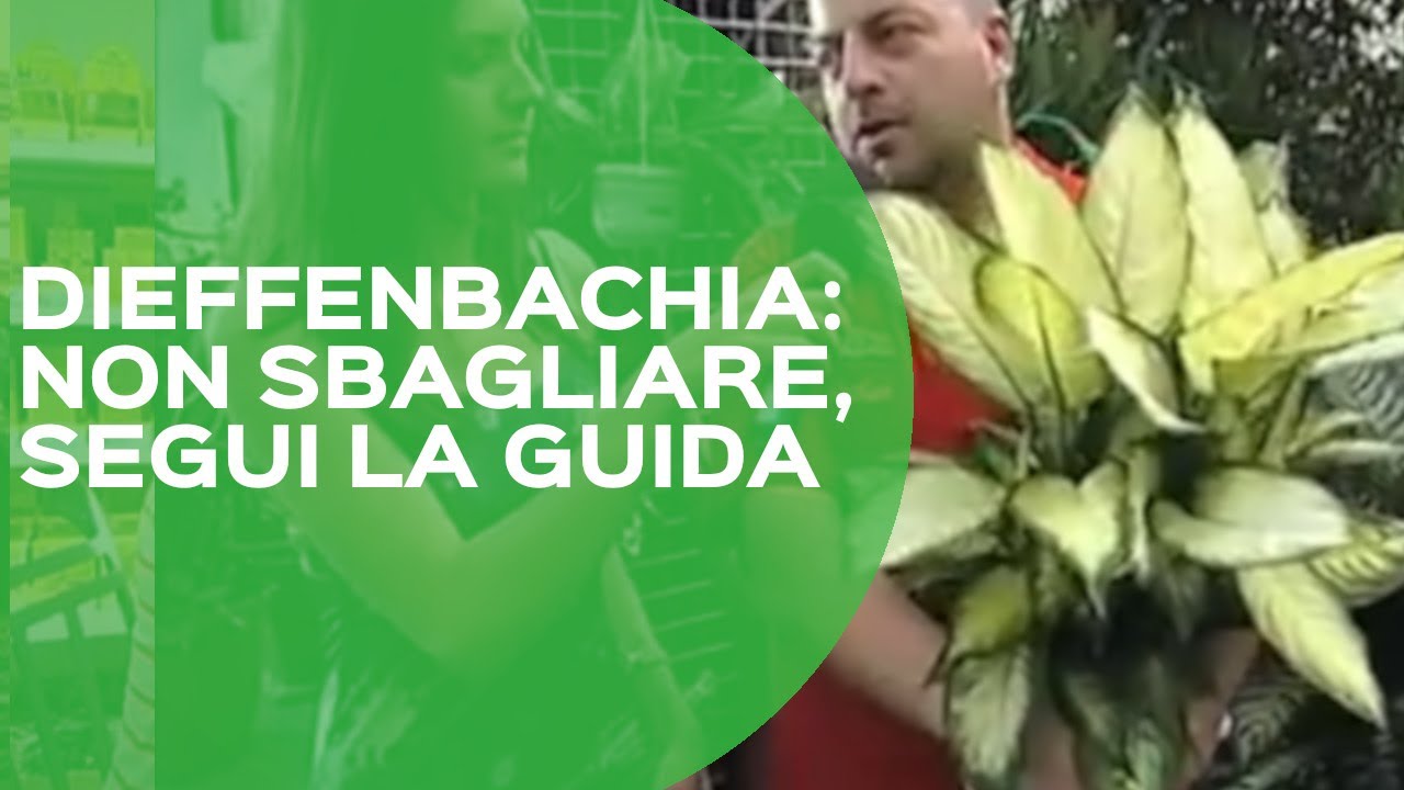 Guida alla cura della Dieffenbachia