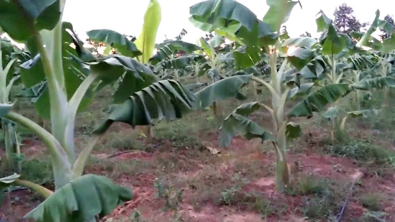 กล้วยน้ำว้าปากช่อง 50 อายุ 3เดือน