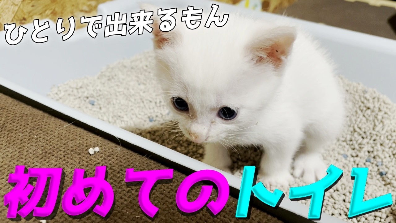 声を出しながら初めてトイレでウン○をする赤ちゃん猫！の巻【猫と人間の家族アナザーストーリー】