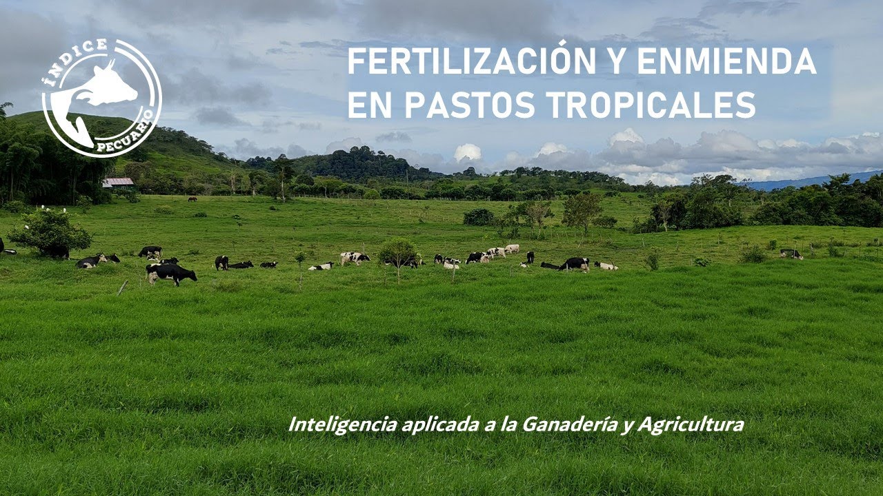 Estrategias de Fertilización y Enmiendas en Pastos Tropicales