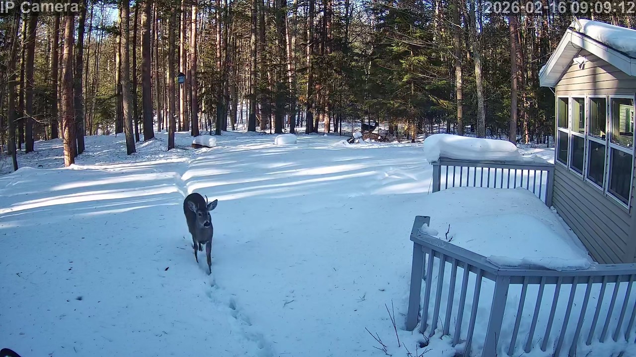 20260216 090742 Spike Buck snowy backyard driveway combo