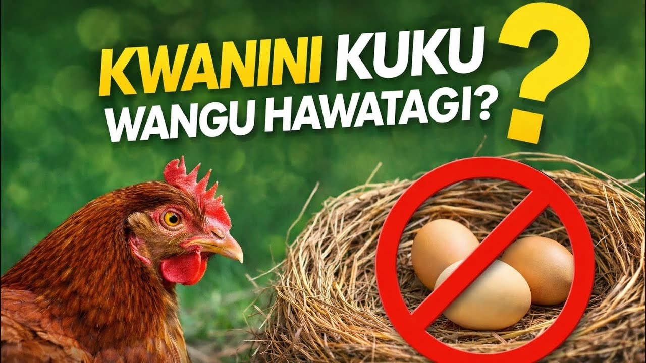 SABABU 6 KUKU WAKO HAWATAGI | Wonders Farm Tz | Ubora na Uaminifu.