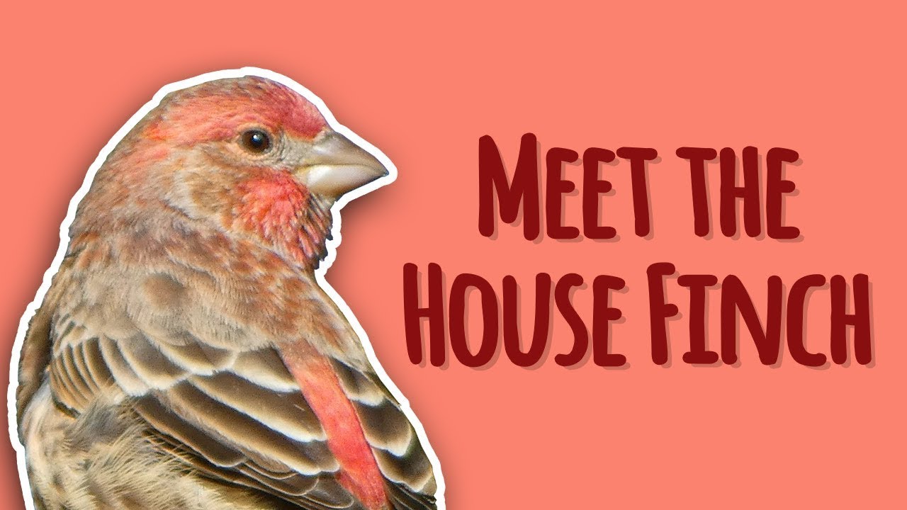 Backyard Birding Episode 5: Meet the Incredible House Finch #NHMLA #backyardbirding