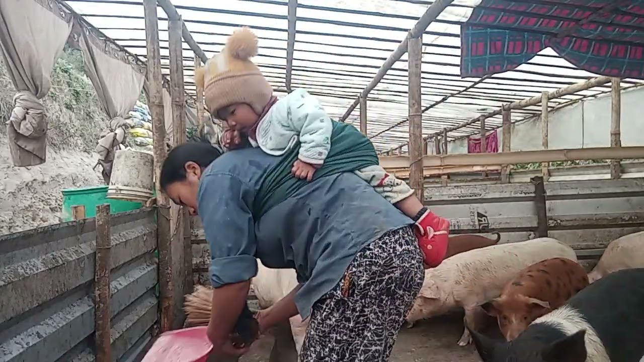 दाना दिने बेला भयो आब हाम्रो बाङ्गुर हरु लाई 🐖🐖🐖