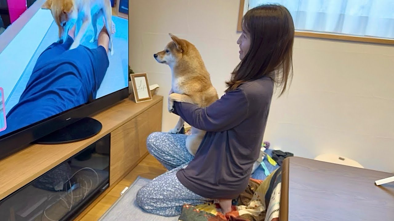 華々しい地上波デビューを飾った弟柴犬とほろ苦い思い出となった姉柴犬