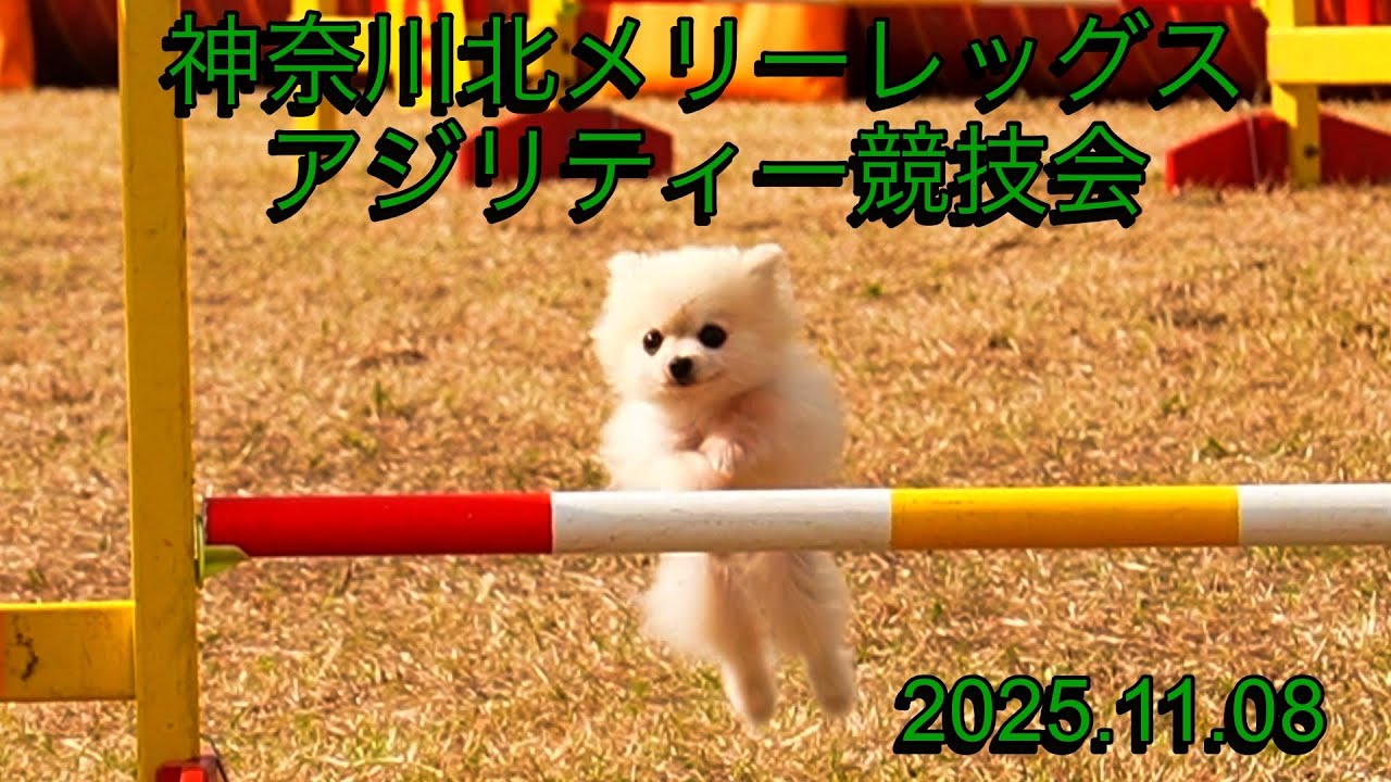 神奈川北メリーレッグスアジリティー競技会　2025.11.08