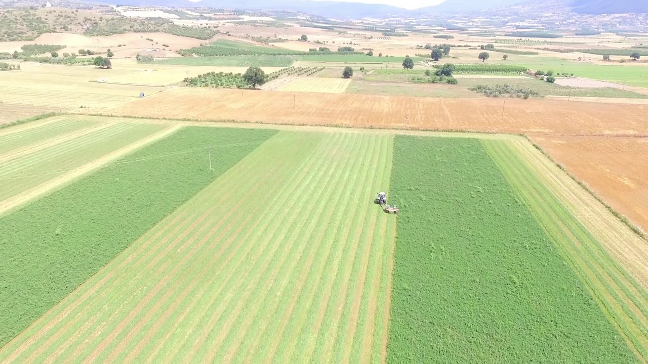 ΚΟΨΙΜΟ ΤΡΙΦΥΛΛΙΟΥ ΔΕΥΤΕΡΟ ΧΕΡΙ 3/6/2018 ΚΟΤΟΥΜΠΑΣ