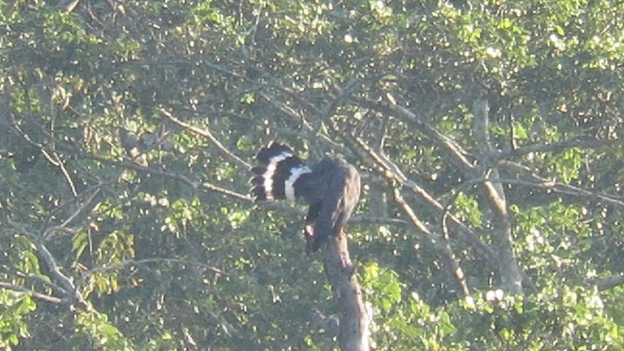 Кастинг от Crane Hawk
