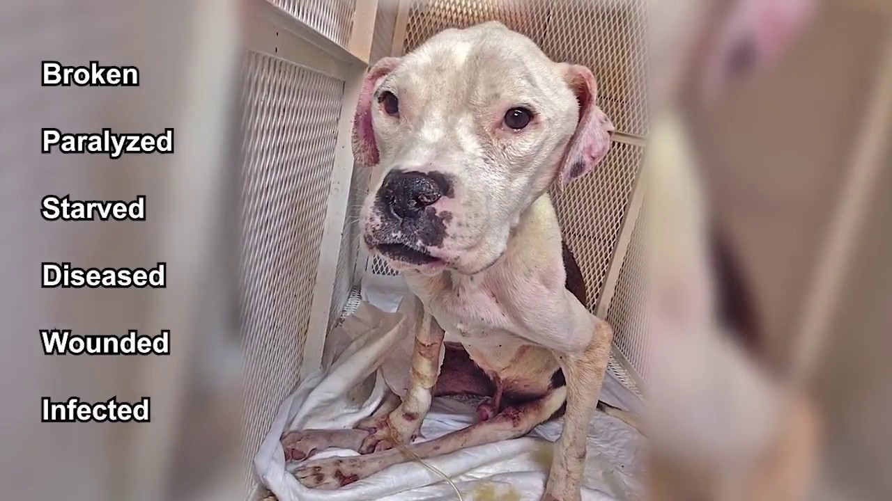 PARALYSED DOG WALKS AGAIN!