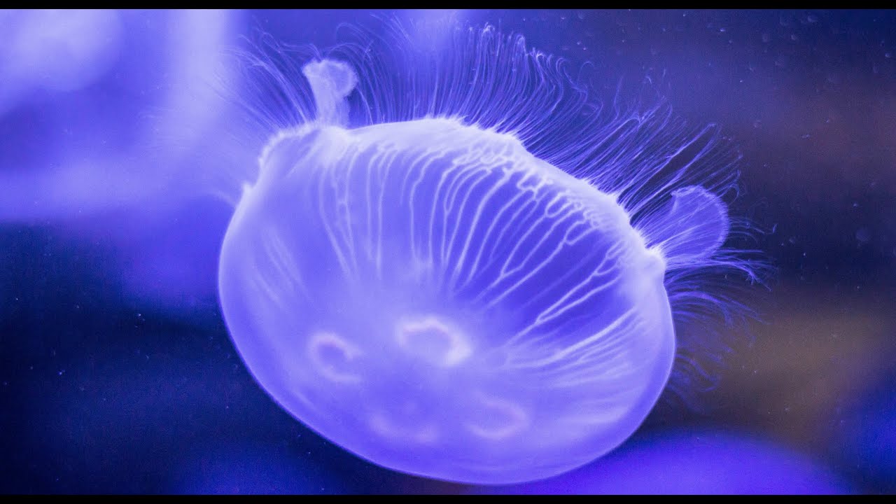 Netherlands, Zeeland, Den Osse, Duiken, Scuba diving | 4K