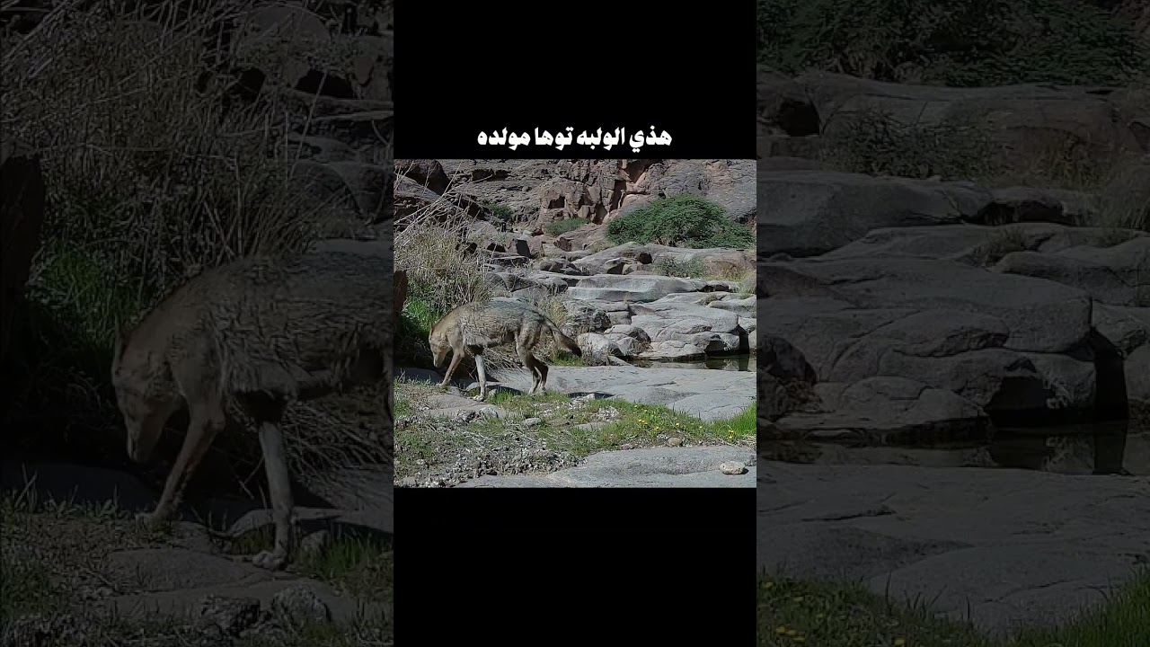 رصد الكاميرات بالجبال | رائد العريمه