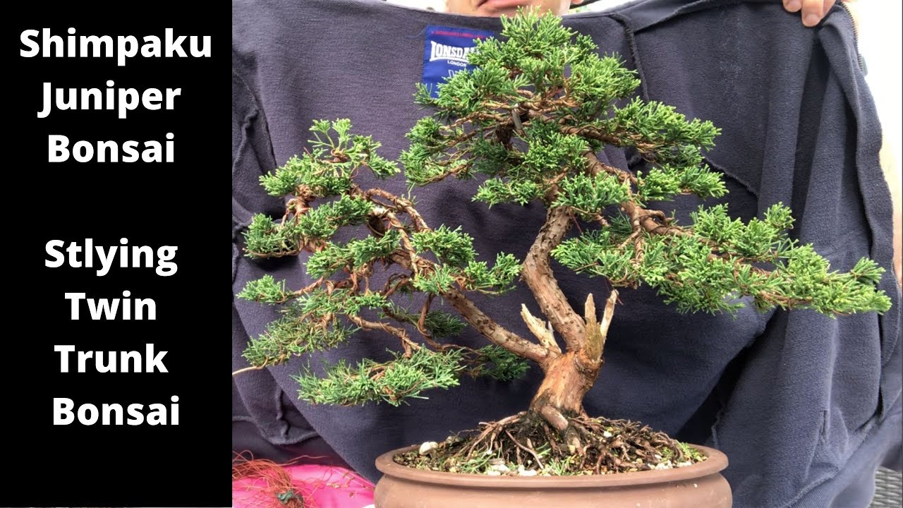 Bonsai styling Twin trunk Shimpaku juniper Bending branches to where you want them