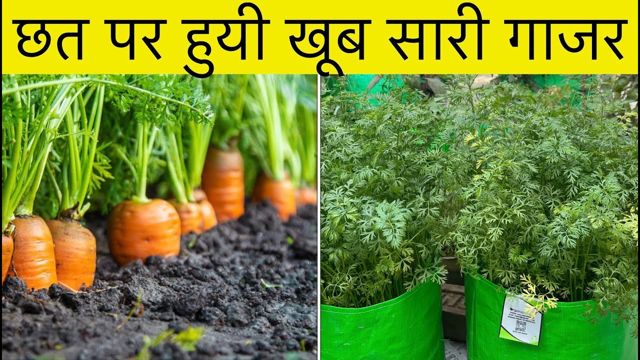 How to Grow Carrot at Terrace Garden | Carrot Plant at Terrace Garden