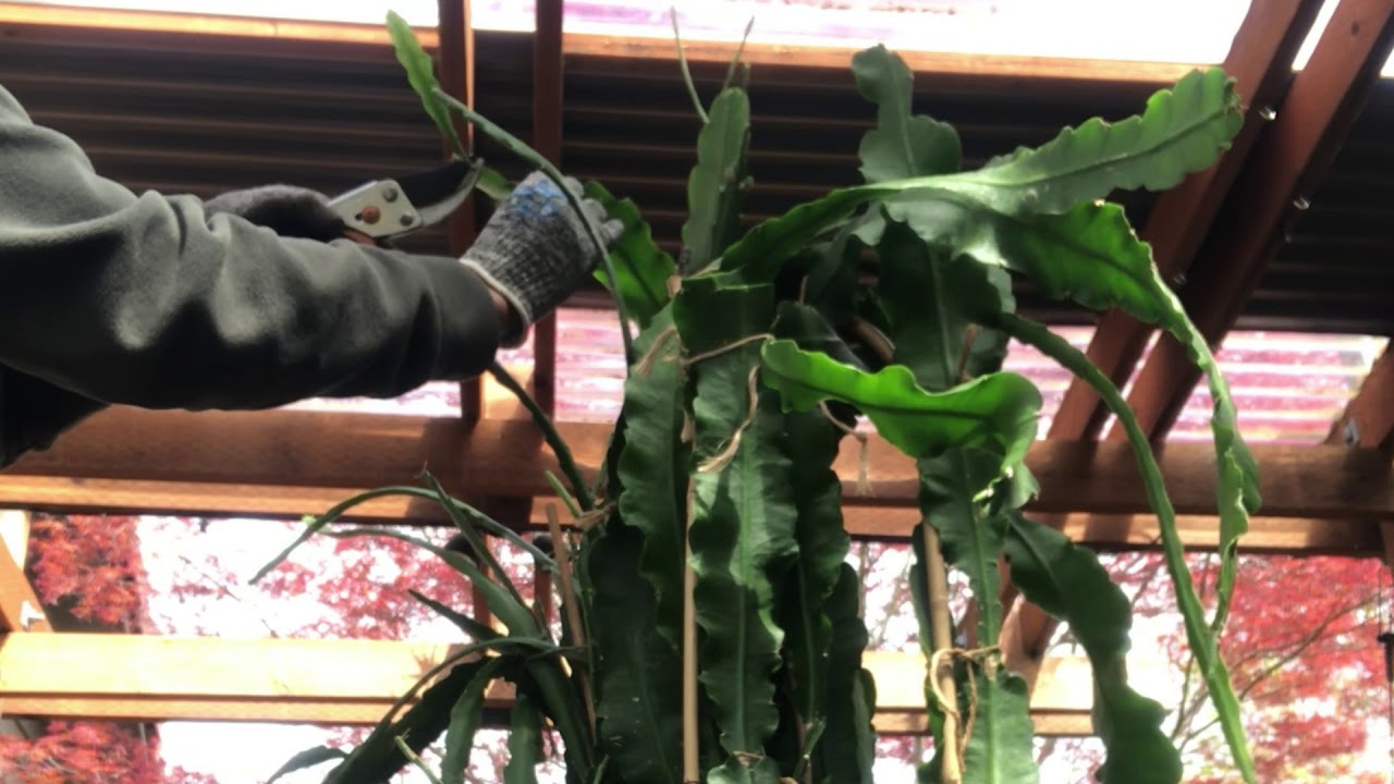 OVER GROWING ORCHID CACTUS-EPIPHYLLUM-HOA QUỲNH CẦN TỈA GỌN