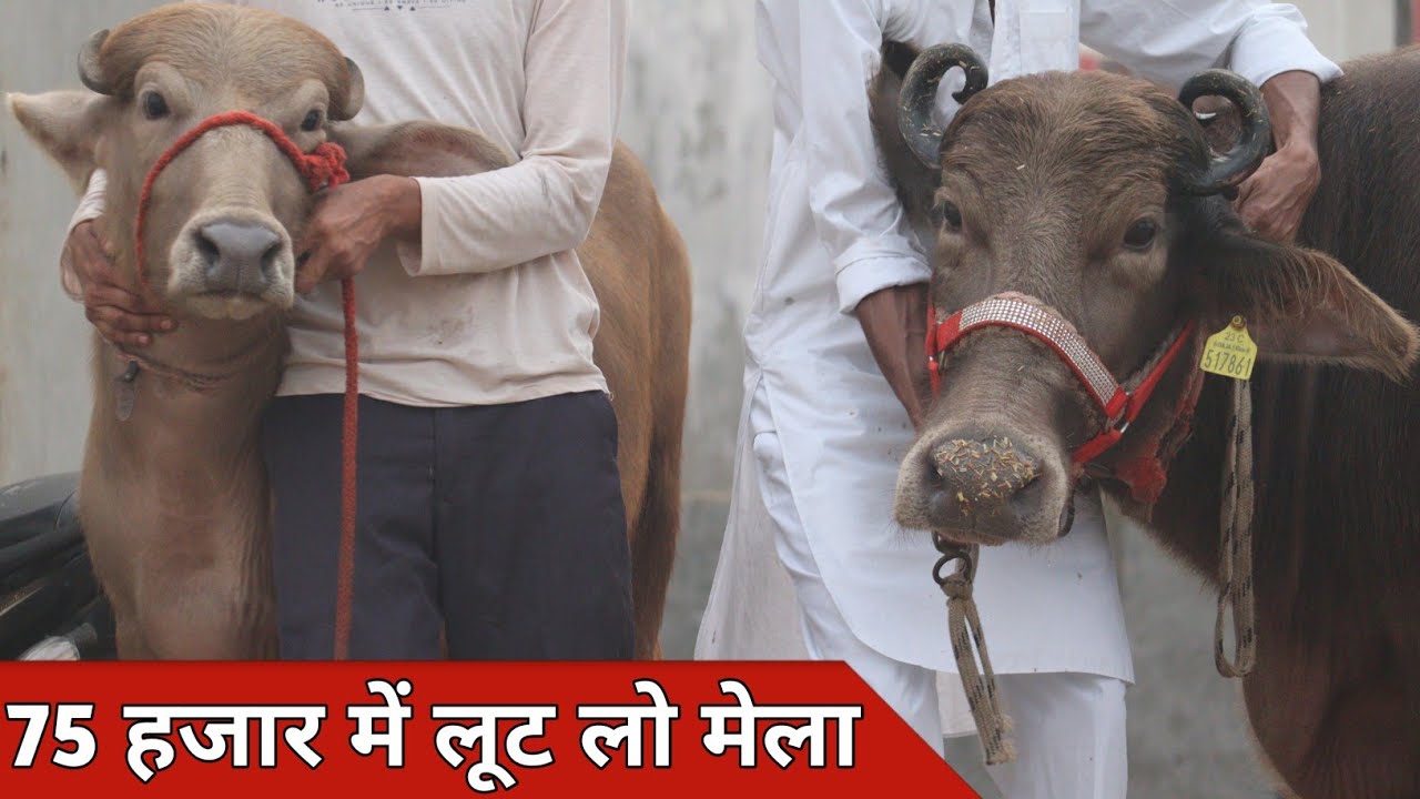75 हजार में लूट लो मेला, सबसे सस्ती भैंसो का एकमात्र डेरी फार्म | Godara Dairy Farm (8607219729)