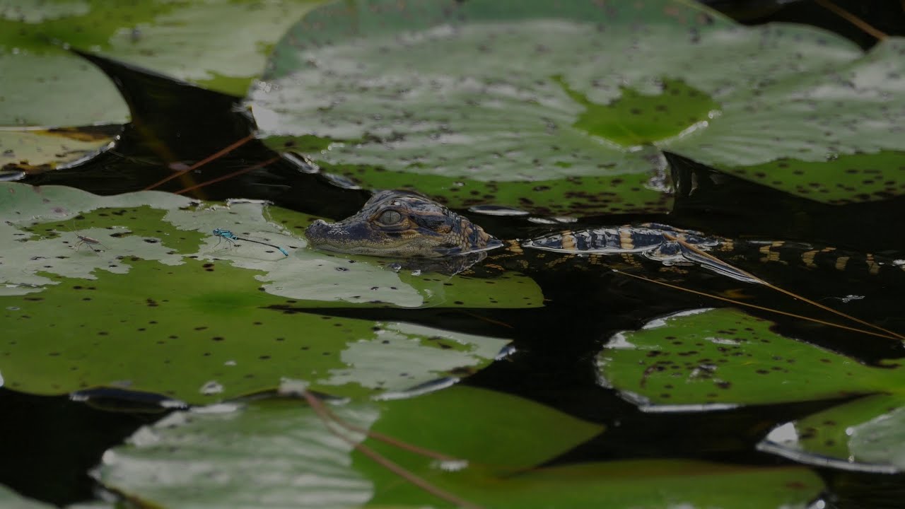 October 2025 in the Okefenokee National Wildlife Refuge