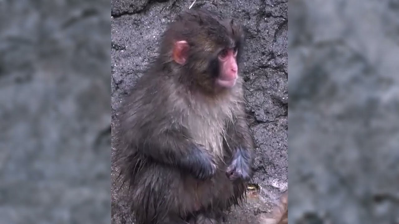 How Punch Secretly Outsmarts Every Bully on Monkey Mountain