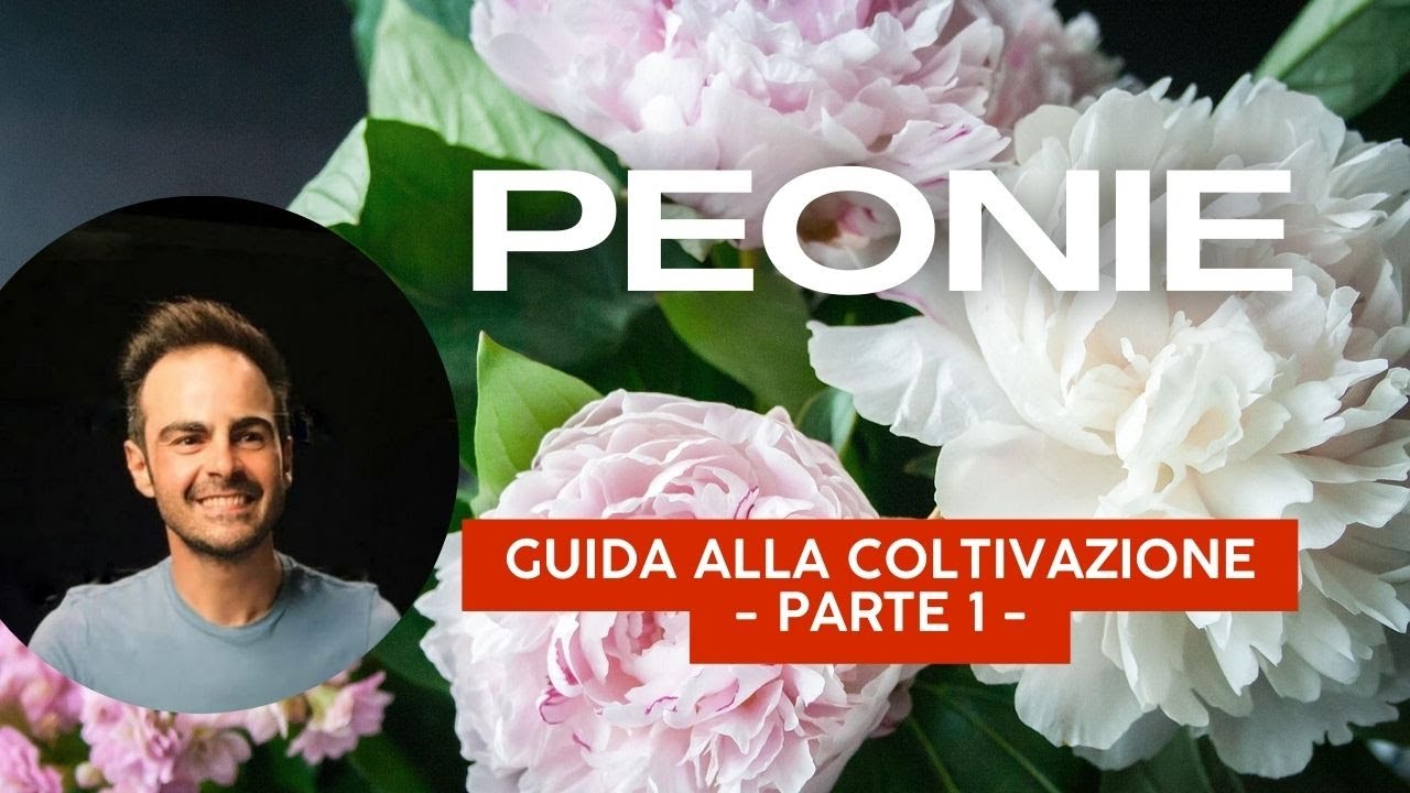Come coltivare la PEONIA e prendersene cura al meglio. - PARTE 1 -