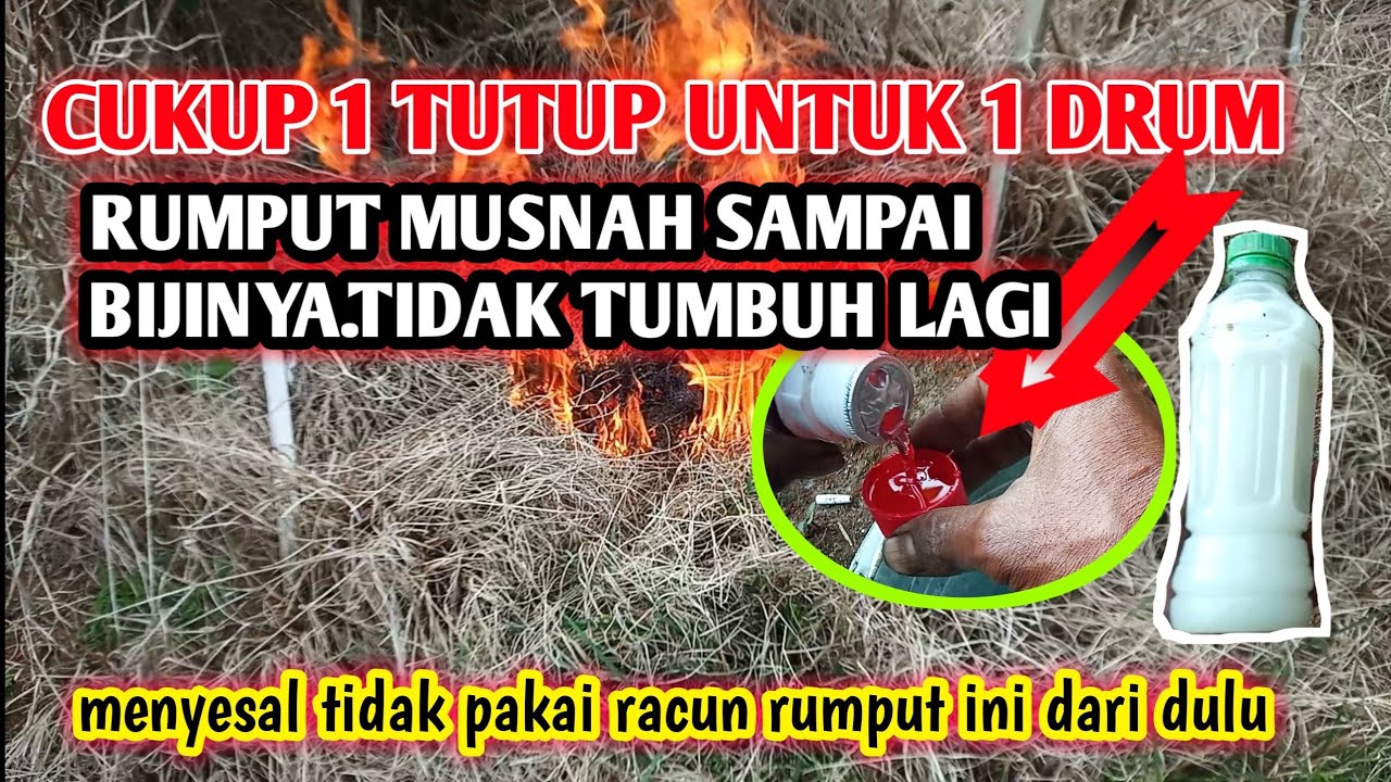 modal RP 10 ribu 1 hektar rumput musnah!! anda tidak perlu beli racun rumput beli ini saja..