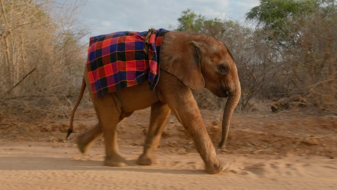 Meet Orphaned Elephant Kaikai, a Tiny Girl and Giant Personality | Sheldrick Wildlife Trust