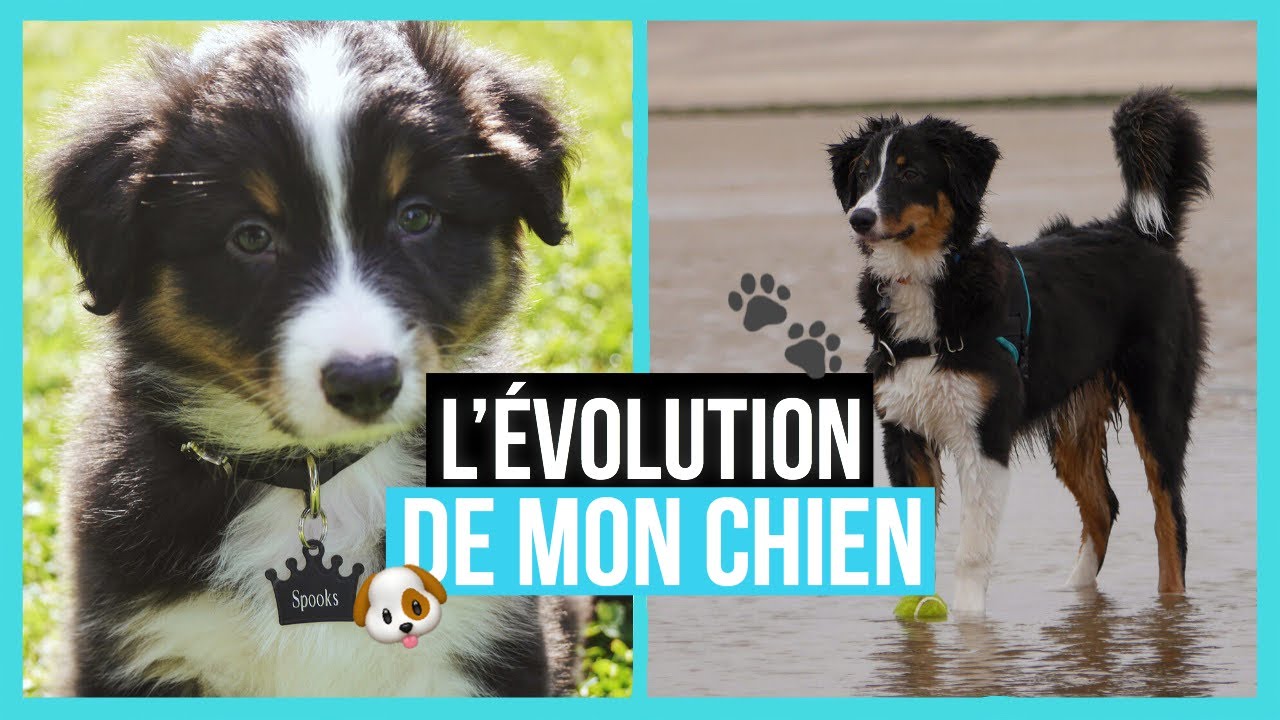 L’ÉVOLUTION DE MON CHIEN- Berger australien 🐶😱🐾