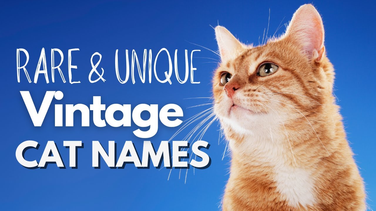 These Timeless Old-fashioned Cat Names Are Too Perfect to Pass Up!