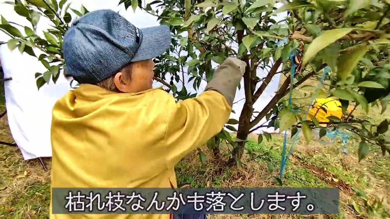 ゆず作業マニュアル～せん定編～