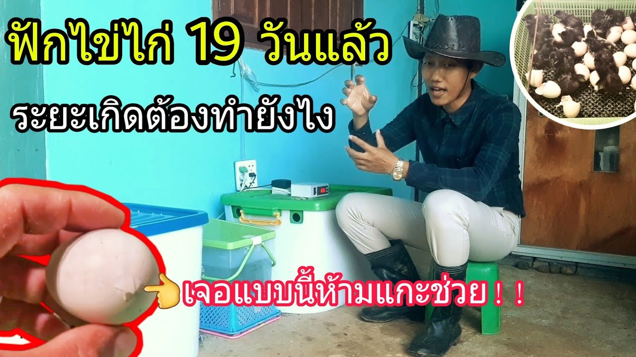 ฟักไข่ไก่19วันแล้ว ระยะเกิดต้องทำยังไง : SMILE FARM