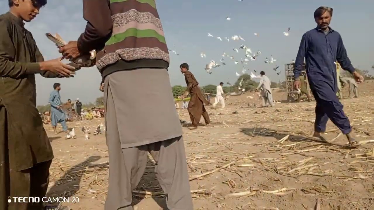 ||کبوتر بازی ایک جنون||🕊🕊|| شاہد حسین کا کھوکھا|| || بمقابلہ ||نزیر خان کا کھوکھا ||زبردست مقابلہ ||