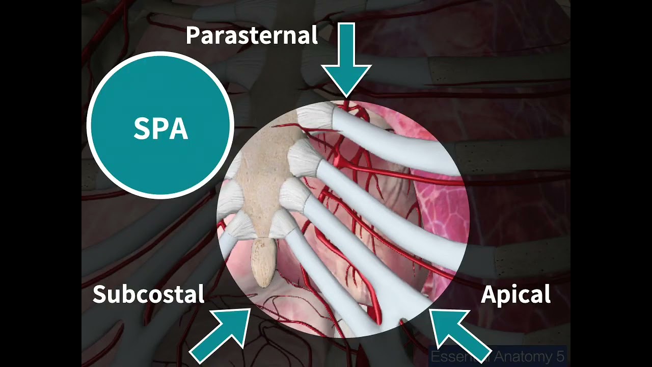 20251114 Basic cardiac ECHO Part 1