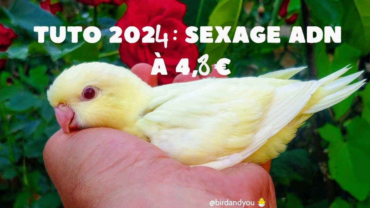 Tuto 2024: Sexage ADN d'oiseau 🐦 à 4,8€ Chez Sexado de Aves (Espagne)