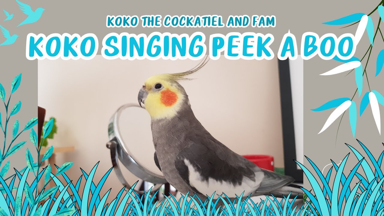 Koko the cockatiel and fam: Koko singing Peek a boo