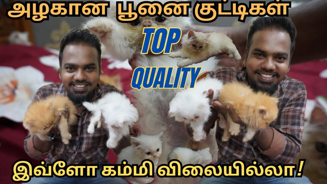 அழகான பூனை குட்டிகள்! இவ்ளோ கம்மி விலையில்லா! Top Quality Pets |All over tamilNadu Service available
