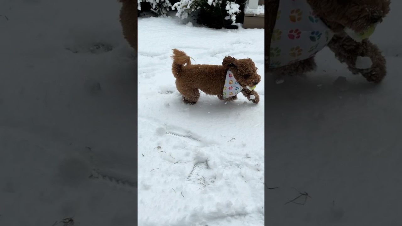 Snow day, party time #snowdog #snowday #snowvibes #cutepuppy #goldendoodlepuppy