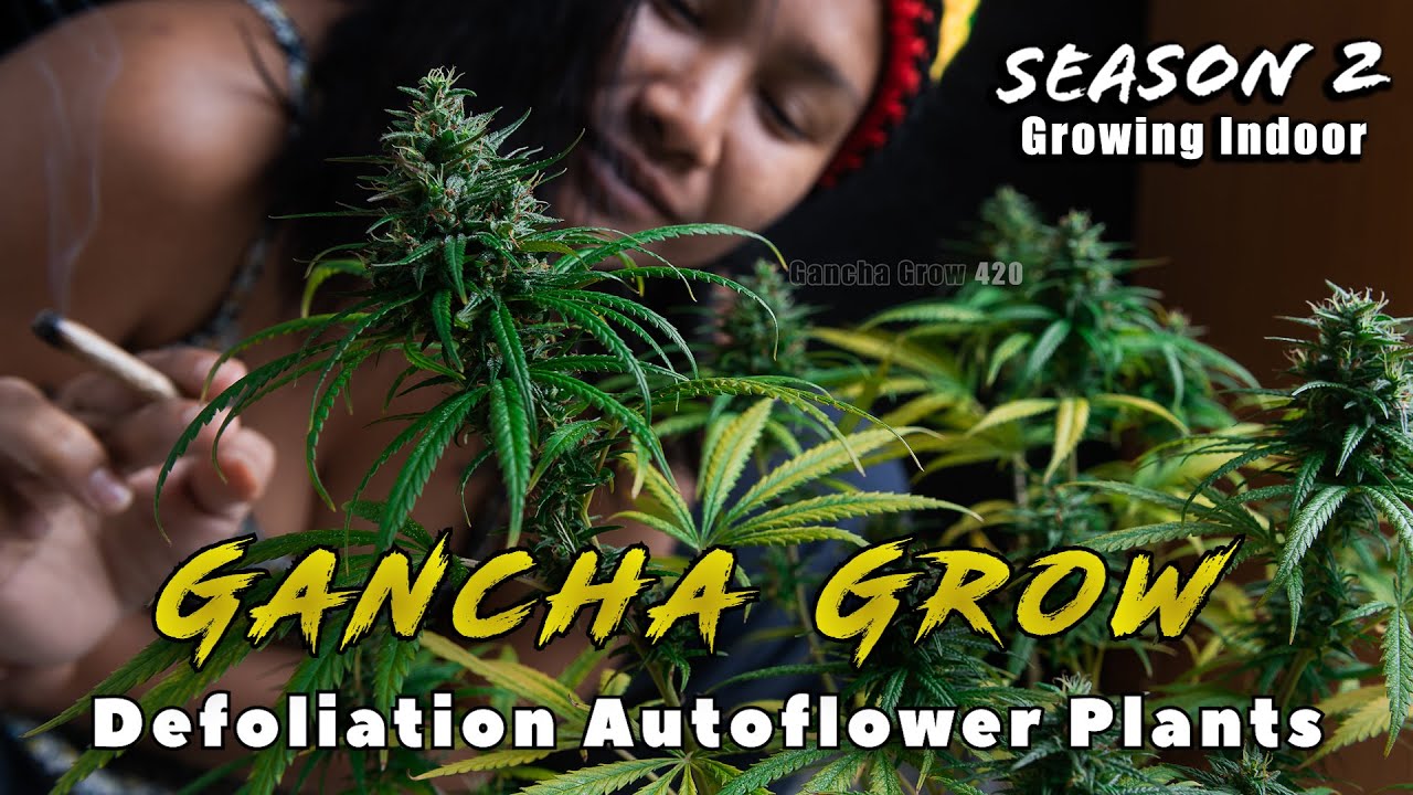 Defoliation Autoflowers, Advantages of Intelligent Lights FC-E 4800 Mars Hydro E6 S2