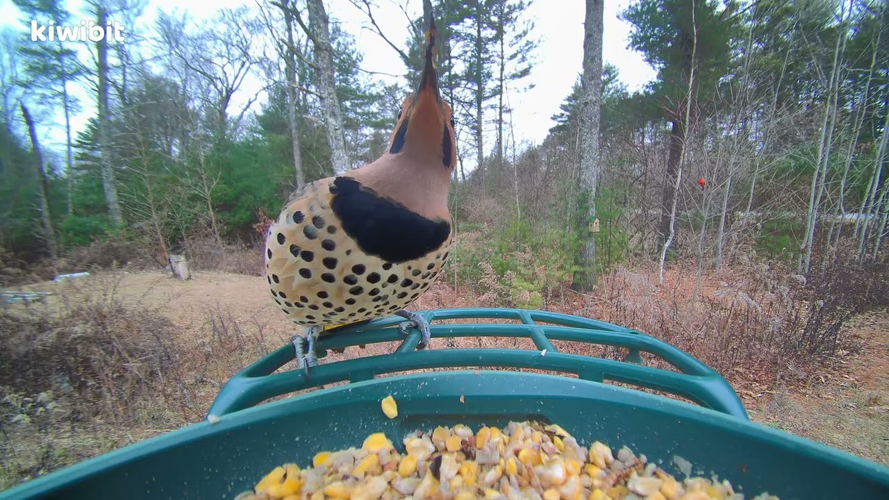 Northern Flicker, Blue Jay, Northern Cardinal