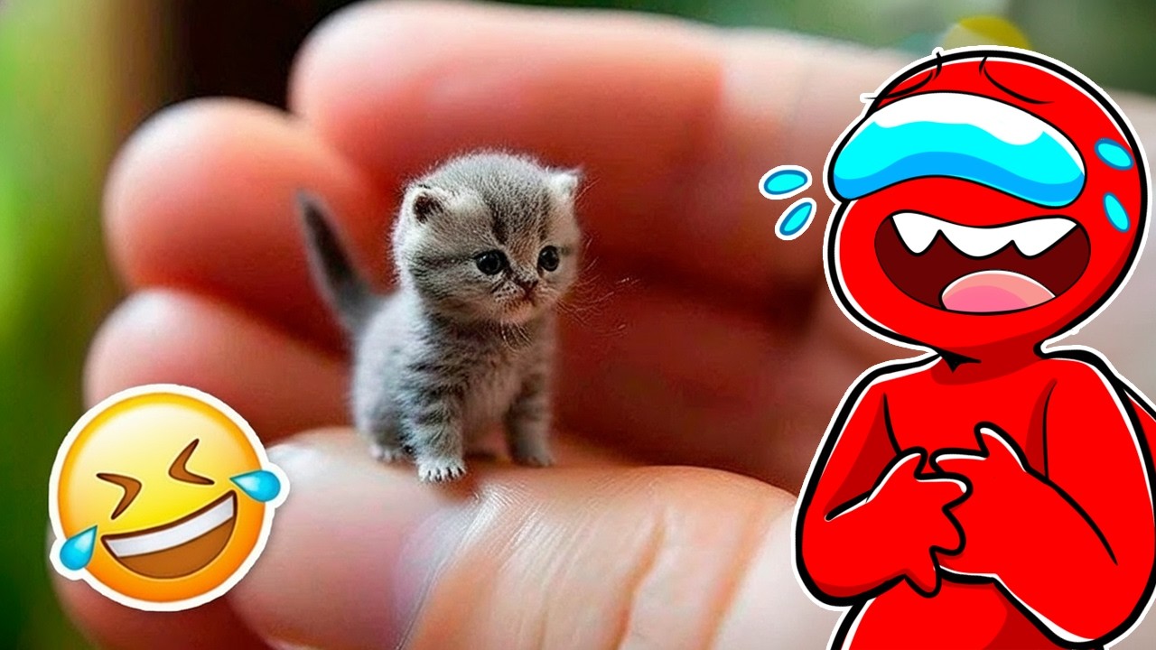 SI TE RIES 3 VECES PIERDES NIVEL GATITOS Y PERRITOS 🤣😂