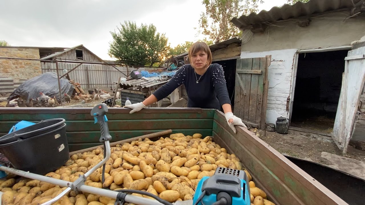 Збір картоплі розпочато