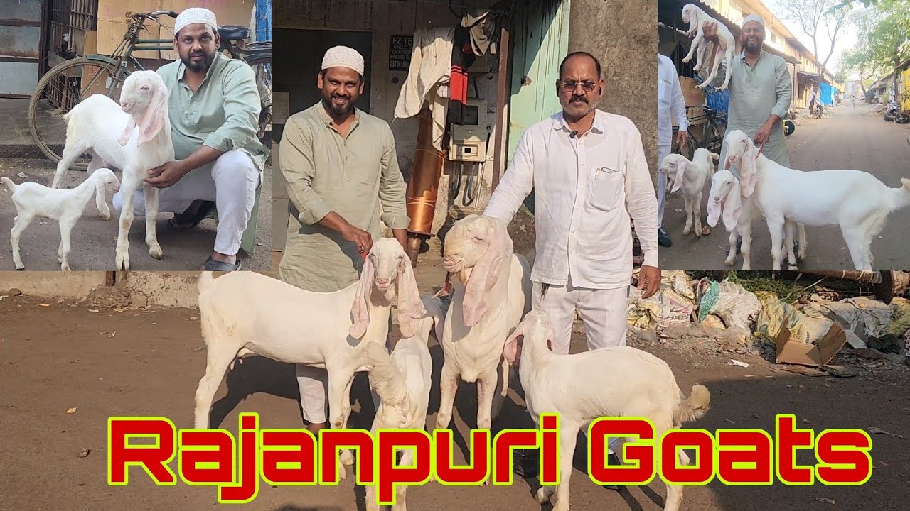 Rajanpuri Breeding Setup Results | Shanu Bhai & Sadik Seth Bhiwandi | Quality Goats.