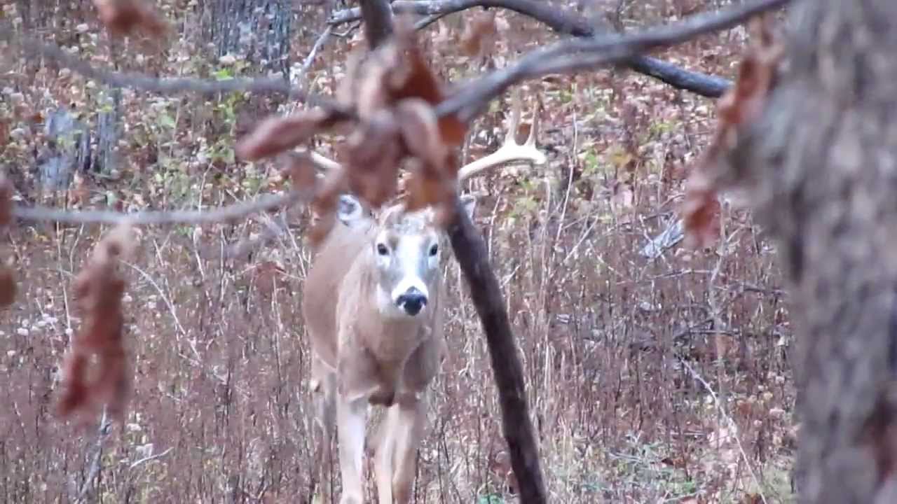 Wide 8 Point Coming In