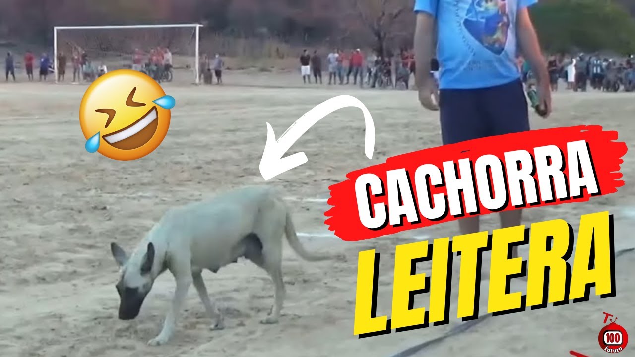 CACHORRA LEITEIRA É COM BILL / TV 100 FUTURO