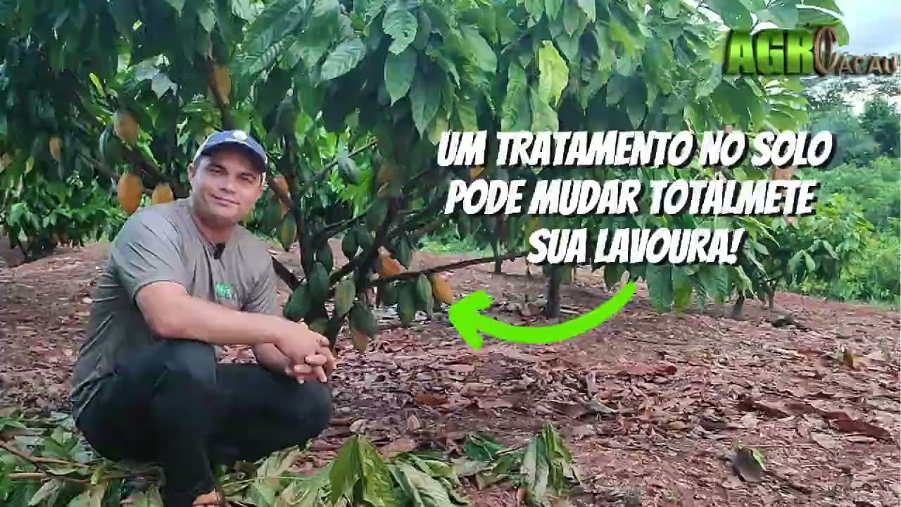 COMO TER UMA LAVOURA MAIS SAUDÁVEL E MAIS PRODUTIVA