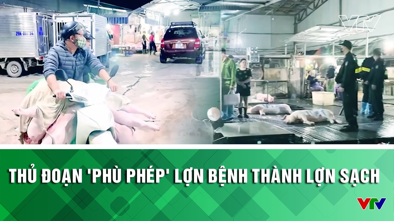 Ti&ecirc;u điểm: Thủ đoạn 'ph&ugrave; ph&eacute;p' lợn bệnh th&agrave;nh lợn sạch | VTV